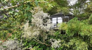 Luxury treehouse in Cambridge UK